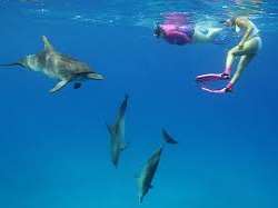 Dolphins are a huge part of the island, visitors o Dolphins are a huge part of the island, visitors often like to interact with the Atlantic dolphins. For an up close and personal experience one may vi